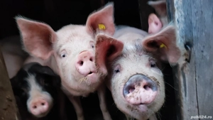 vand porci de casa pt sacrificat - imagine 3