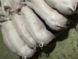 Purcei pentru pretențioși 