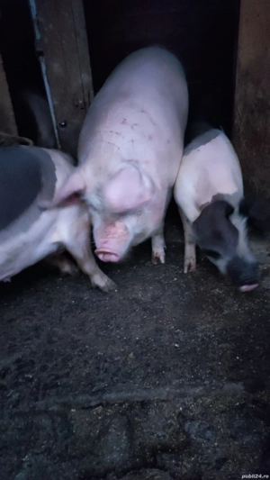 vand porci de casa pt sacrificat - imagine 4