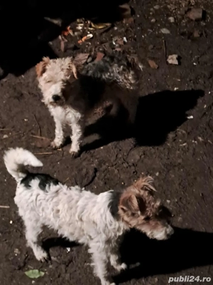 Catea Fox Terrier  - imagine 2