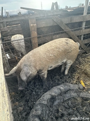 Vand porci - imagine 2