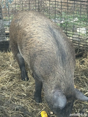 Vand porci - imagine 3