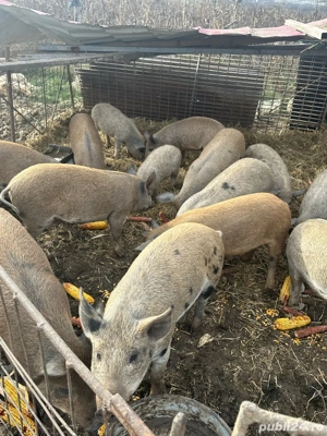 Vand porci - imagine 4