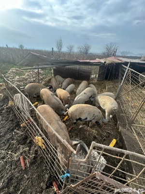 Vand porci - imagine 5