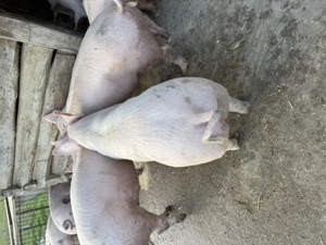 Porci de vânzare pentru Crăciun 