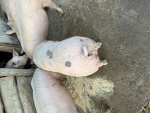 Porci de vânzare pentru Crăciun  - imagine 2