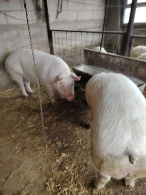 Vand porci - imagine 5