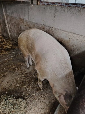 Vand porci - imagine 3
