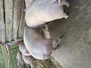 Porci de vânzare pentru Crăciun  - imagine 4