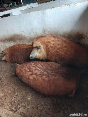 porc mangalita  - imagine 3