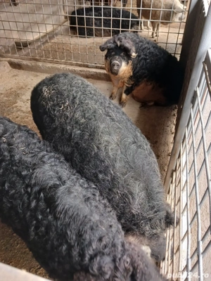 porc mangalita  - imagine 5