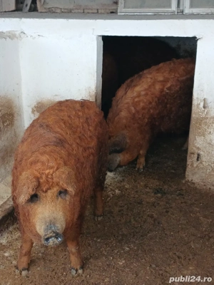 porc mangalita  - imagine 4