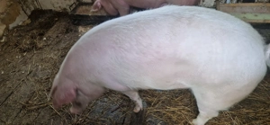 De vânzare porc!  - imagine 4