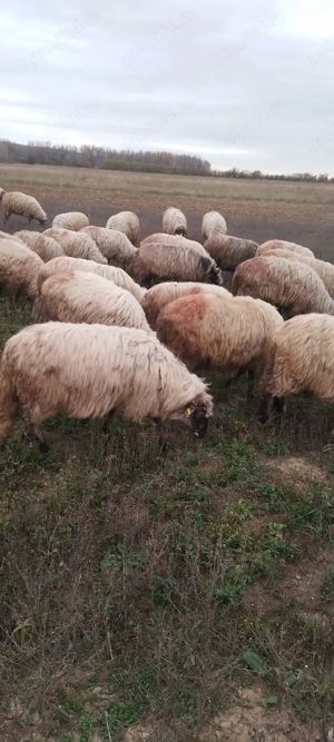 Vând oi, rasă țurcana