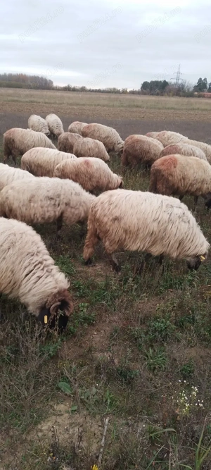 Vând oi, rasă țurcana - imagine 3