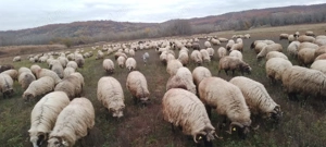 Vând oi, rasă țurcana - imagine 2