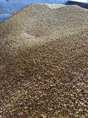 Porumb de vânzare producție 2025