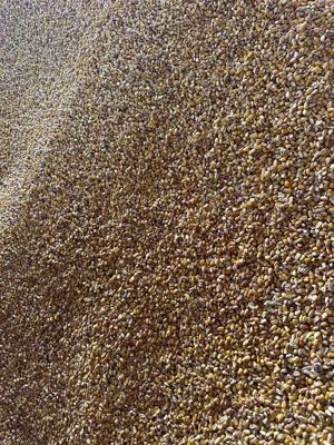 Porumb de vânzare producție 2025 - imagine 2