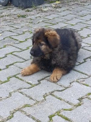 catel ciobanesc german - imagine 3