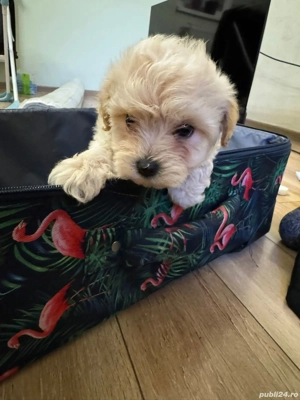 vand maltipoo - imagine 3