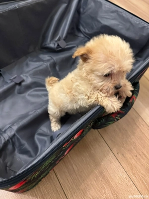 vand maltipoo - imagine 2