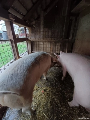 porci crescuti natural