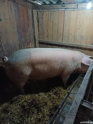 porci crescuti natural - imagine 2