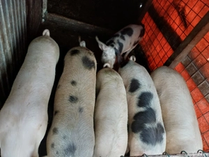 porci crescuti natural - imagine 5