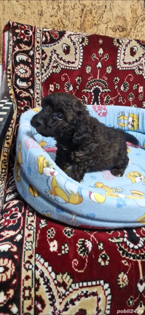 vand cavapoo  - imagine 2