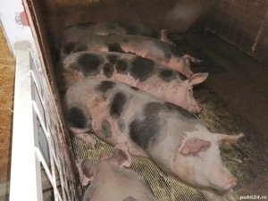 De vânzare!  - imagine 2