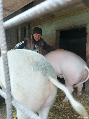 porci crescuti natural - imagine 3