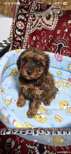 vand cavapoo  - imagine 4