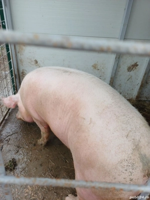 porci crescuti natural - imagine 4