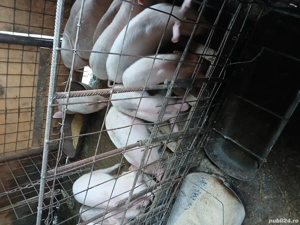 purcei de vânzare rasa duroc  - imagine 3