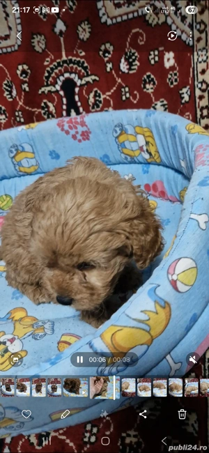 vand cavapoo  - imagine 3