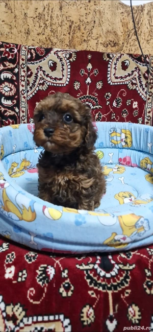 vand cavapoo  - imagine 5