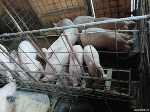 purcei de vânzare rasa duroc  - imagine 2