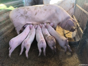 Purcei 8 săptămâni  - imagine 2