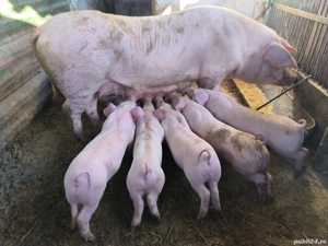 Purcei 8 săptămâni  - imagine 5