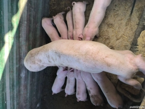 Purcei 8 săptămâni  - imagine 3