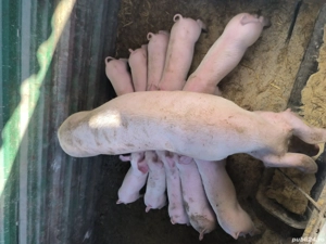 Purcei 8 săptămâni  - imagine 4