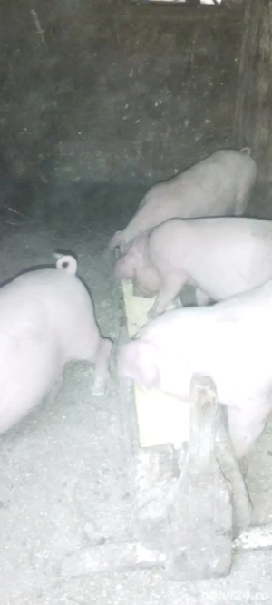 de vânzare  - imagine 2