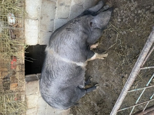 Purcea Bazna  - imagine 4