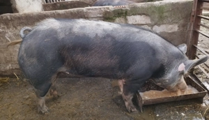 Vând porci 180 -200 kg