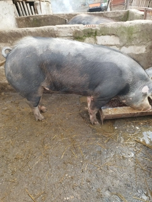 Vând porci 180 -200 kg - imagine 3