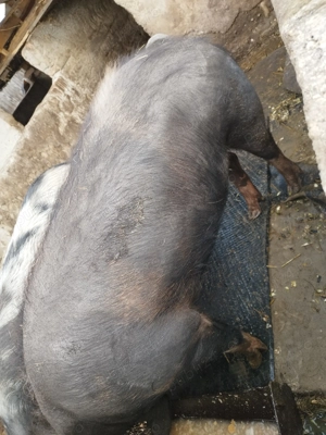 Vând porci 180 -200 kg - imagine 4