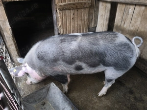 Purcea de casa 200kg crescut BIO - imagine 2