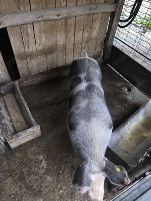 Purcea de casa 200kg crescut BIO - imagine 4