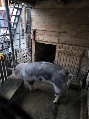 Purcea de casa 200kg crescut BIO - imagine 3