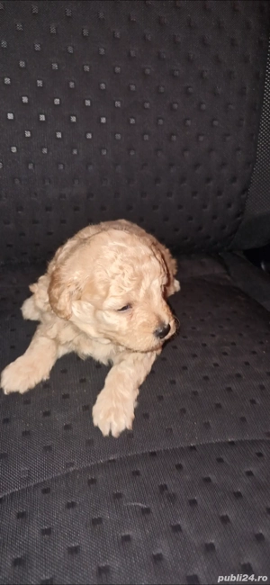 vand maltipoo - imagine 3